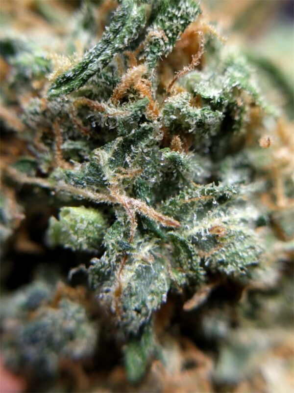 Blue Cheese Cannabis Strain - Jah Livity