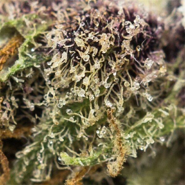 Purple Tangie Cannabis Strain - Jah Livity