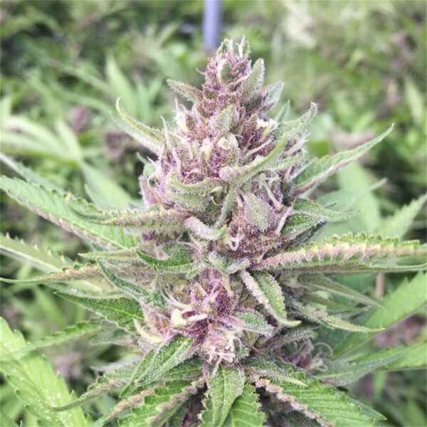 Purple Tangie Weed Strain - Jah Livity