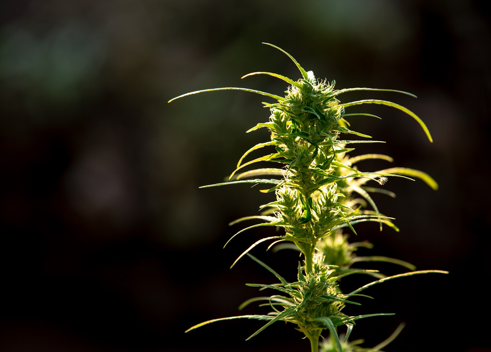 Ultimate Guide to Choosing the Right Strain with JAH LIVITY